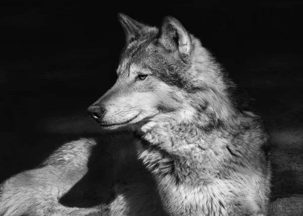 草原の狼の肖像 — ストック写真