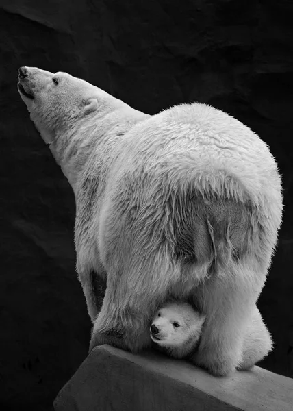 Teddy-bear plays with mum polar bear