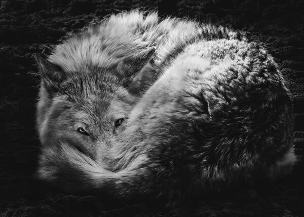 Steppe wolf curled up and looked, on the watch
