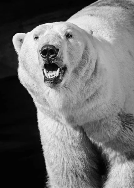 Kutup ayısının portresi