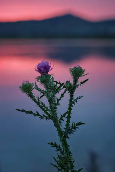 Bir göl ve dağların arka plan üzerinde Çiçek