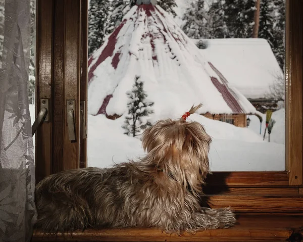 Köpek üstünde belgili tanımlık pencere yatıyor ve kışın pencereden görünüyor