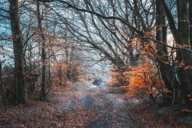 Kış yolu ormandaki İskoç, Glasgow, İngiltere