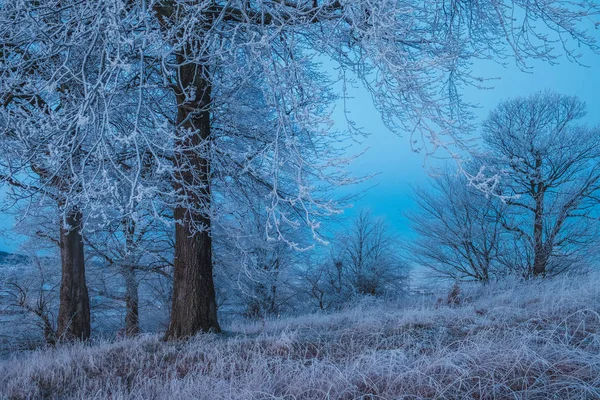 Ağaç ve otların arasında erken sabah şafaktan önce orman derin mavi renk, İskoçya, Birleşik Krallık