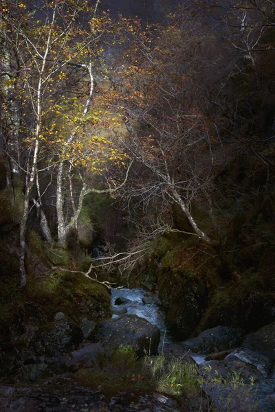 Autumn landscape with mountain stream and trees — Stock Photo, Image