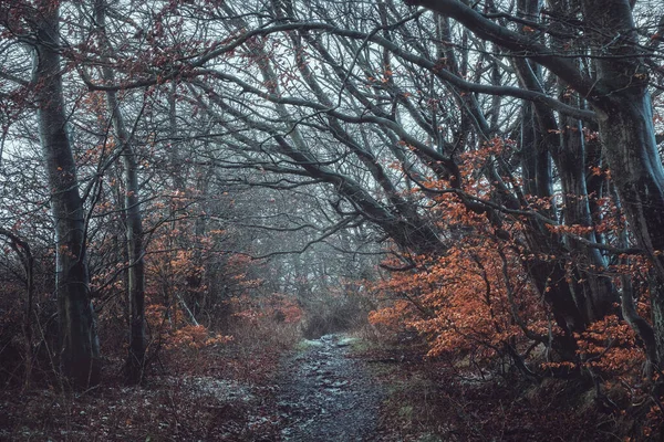 İskoç ormanlarında kış yolu, ağaçların üzerinde kurumuş parlak bir yeşillik, Glasgow, Birleşik Krallık