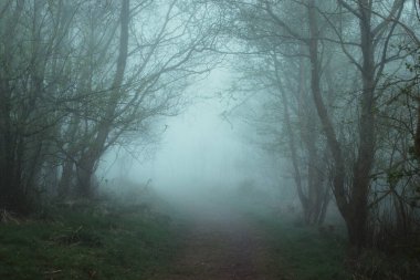 Sisli bir sabahta ormanda yol