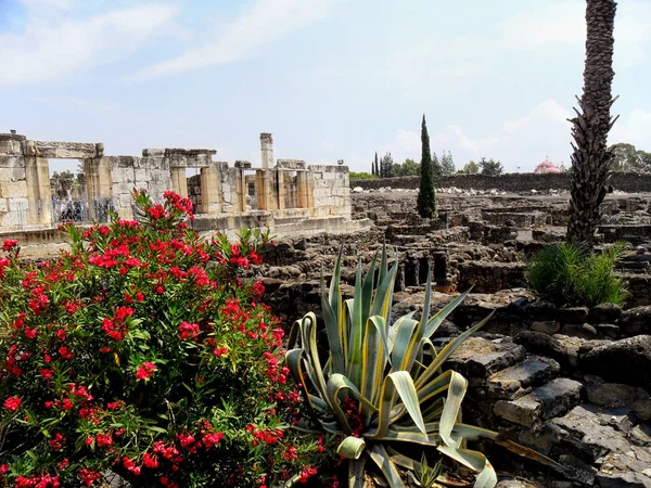 Israel, Capernaum, Tabgha, situado en la orilla norte de la — Foto de Stock
