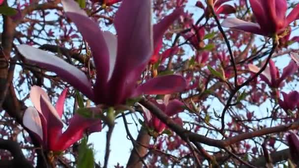 A beautiful tree of magnolia, background more magnolia blossoms out of focus — Stock Video