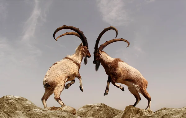 Una Hermosa Foto Dos Cabras Montaña Peleando Con Cuernos Largos Imágenes de stock libres de derechos