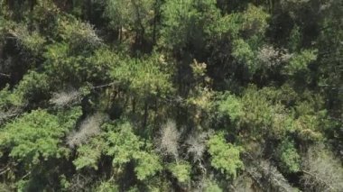 Yukarıdan gelen sonbahar ormanı, ağaçların tepesi, İHA 'dan çekilen