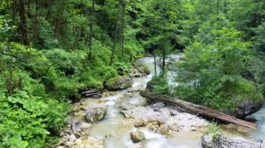Dağlardaki bir ormanda nehir. Güzel hava manzarası.
