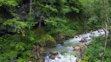 Ormanda bir dağ nehri akıyor, yeşil ağaçlar arasında, insansız hava aracı vuruyor.