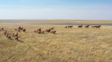 Mustangs. Reserve Rostov, Russia. Aerial view