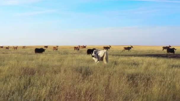 Yak ! Yak blanc femelle dans la steppe, réserve en Russie — Video