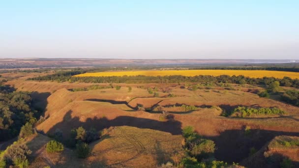 Hermosas colinas, campo de girasoles, naturaleza por la mañana, tiro con drones — Vídeo de stock