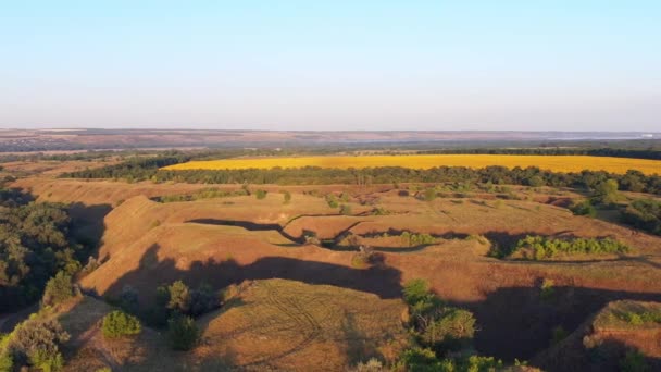 Gyönyörű dombok, napraforgók mezeje, reggel a természet, drónlövések — Stock videók