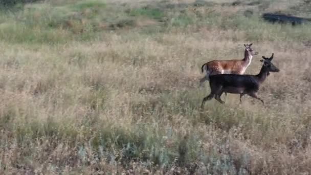 Rotwild. junge Hirsche galoppieren im Gras, wilde Tiere, Russland — Stockvideo