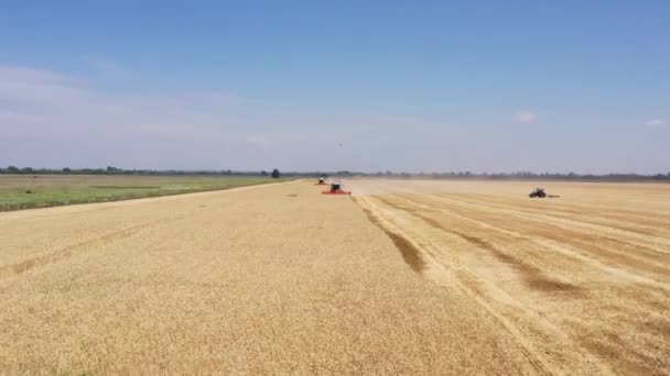 Combina mietitrebbie, raccolta del grano, ampio campo, vista aerea — Video Stock