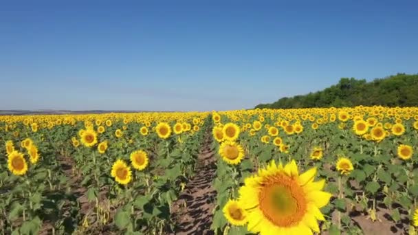 Velké pole slunečnic, velké žluté květy, střílející z trubce — Stock video