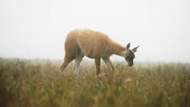 Llama is eating grass in the steppe. Nature reserve in Russia — Stock Video