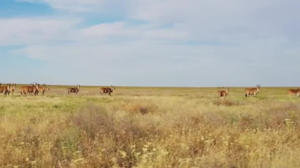 Een groep antilopen grazen in de steppe in een reservaat in Rusland, vanuit de lucht bekeken — Stockvideo