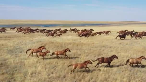 Mustangs. Reserve Rostov, Russia. Aerial view — ストック動画