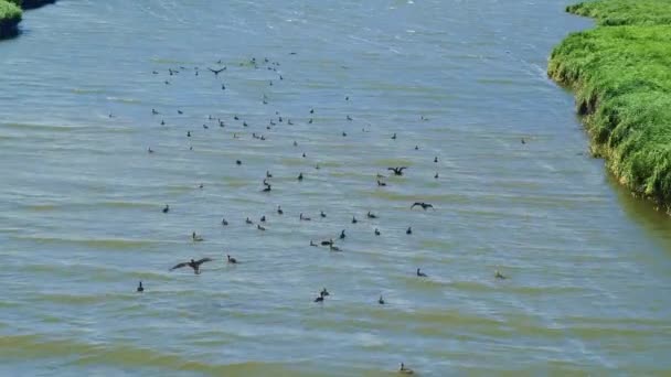 Don Delta, floden rinner ut i havet, skarvar flyger över vattnet, skjuter från en drönare — Stockvideo
