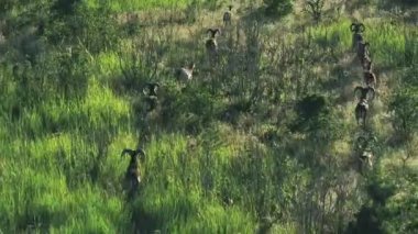 Mouflonlar. Ağaçların arasında zıplayan küçük dağ koyunları, İHA atışları