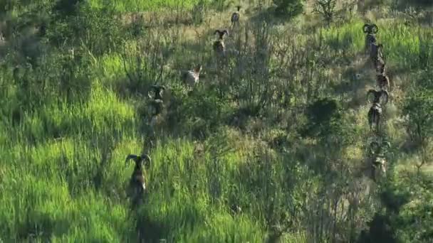 Муфлоны. Маленькие горные овцы прыгают между деревьями, беспилотники стреляют — стоковое видео
