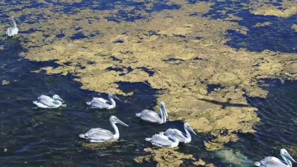 Pelikanlar. Bir grup pelikan Rusya 'nın Manych Gudilo Gölü' nde yüzer. — Stok video