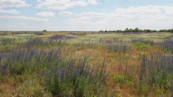 Bloemenweiden, forten in de steppe, Rusland, drone schieten — Stockvideo