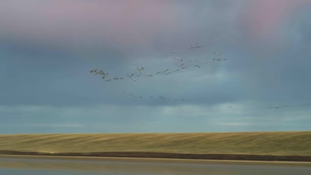 Grúas. Una bandada de grúas en vuelo sobre un fondo de cielo rosado. Disparos con drones — Vídeo de stock