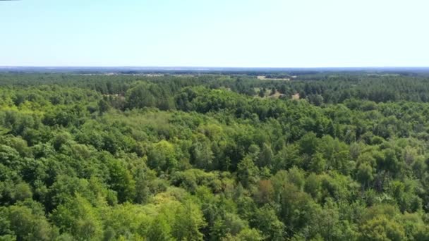 空中ビュー:森の中の湖。ロシアの自然、美しい風景 — ストック動画