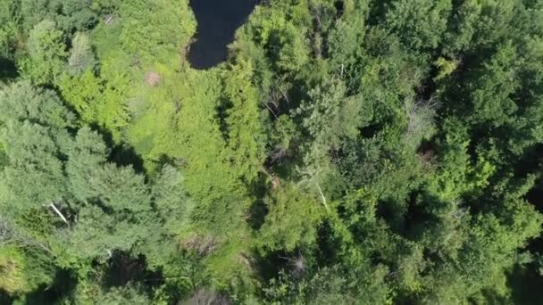 Volo su un bellissimo lago nella foresta, natura in Russia — Video Stock