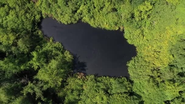 숲 속에 아름다운 호수가 있어. 러시아의 본성. 드론에서 촬영 — 비디오