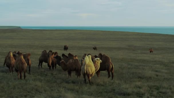 Camels in the steppe by the lake, aerial view — Stock Video
