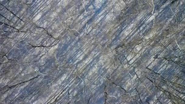 Bosque de invierno desde arriba: árboles y camino cubierto de nieve blanca — Vídeos de Stock