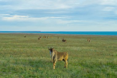 Yazın bozkırda antilop olmaz, tam boy, kameraya bakar