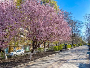 Rostov-on-Don, Rusya - 2020: İnsansız Puşkinskaya Caddesi