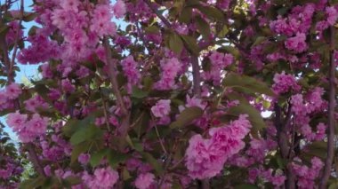 Çiçek açan kiraz ağacı, pembe kadife çiçekli güzel ağaç.