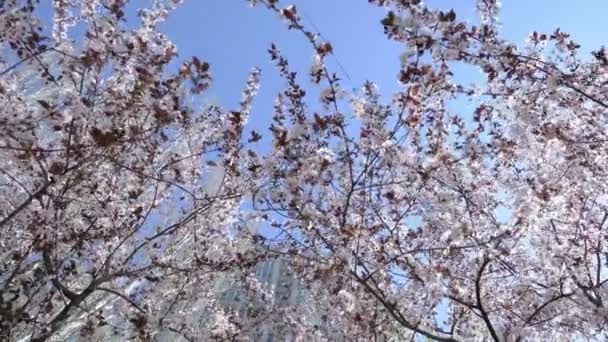 Árvores de damasco florescendo, ramos em flores brancas balançam no vento — Vídeo de Stock