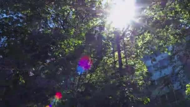 Les rayons du soleil scintillent entre les feuilles des arbres, les verts printaniers dans le parc — Video