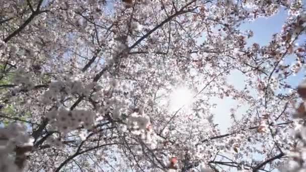 Albaricoques florecientes, ramas cubiertas de flores blancas oscilan en el viento — Vídeo de stock