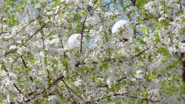 風に桜の木を咲かせ、白い花を咲かせます。 — ストック動画