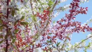 Çiçek açan kiraz ve erik ağaçları, beyaz ve pembe çiçekli dallar