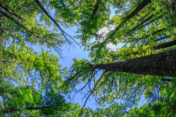 Tree tops against the sky on a sunny day, bottom view