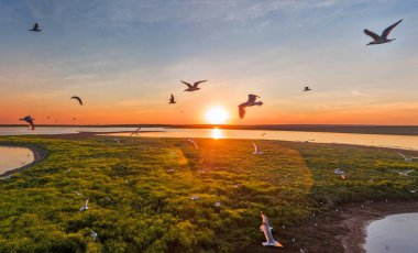 Martılar gün batımında uçar, hava manzarası, beyaz kuşlar, göl ve ada, güzel gökyüzü