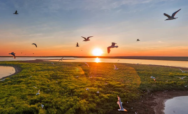 Måsar flyger vid solnedgången, flygutsikt, vita fåglar, sjö och ö, vacker himmel — Stockfoto