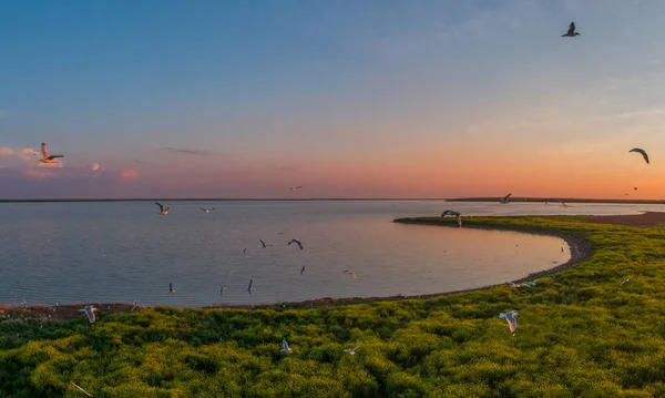 Seagulls fly, Manych-Gudilo lake at sunset from above